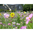 Blumenwiese "Bienen" 7m²
